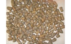 天津陶粒生产厂家 专业生产高品质陶粒，满足多样化需求