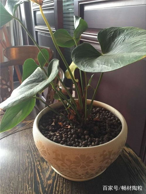 深圳陶粒批发批发价格 深圳陶粒批发生产厂家 八方资源网